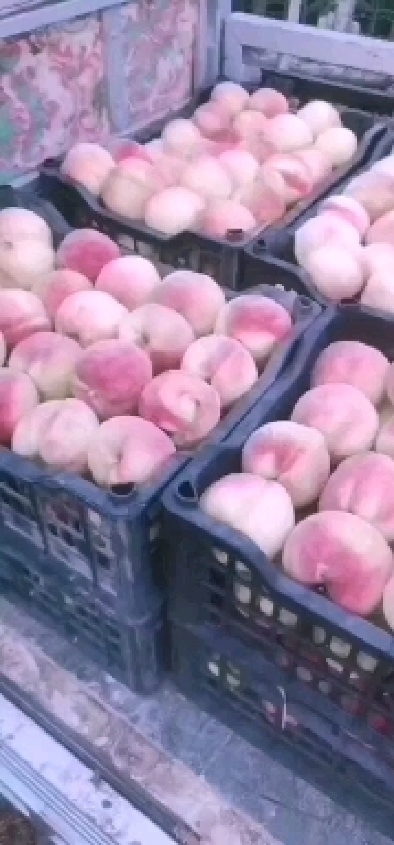 这交通方便没有弯弯绕只有离核的香甜可口的精品北京14号