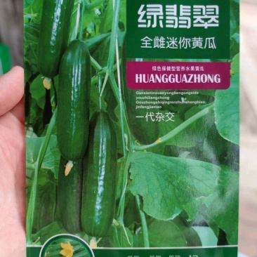 绿翡翠全雌迷你黄瓜种子，100粒
