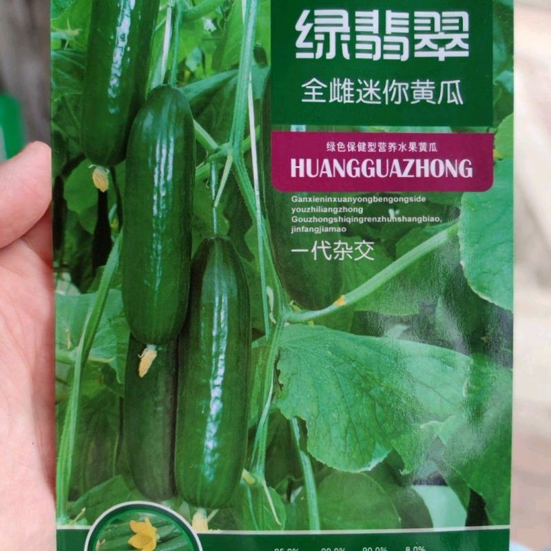 绿翡翠全雌迷你黄瓜种子，100粒