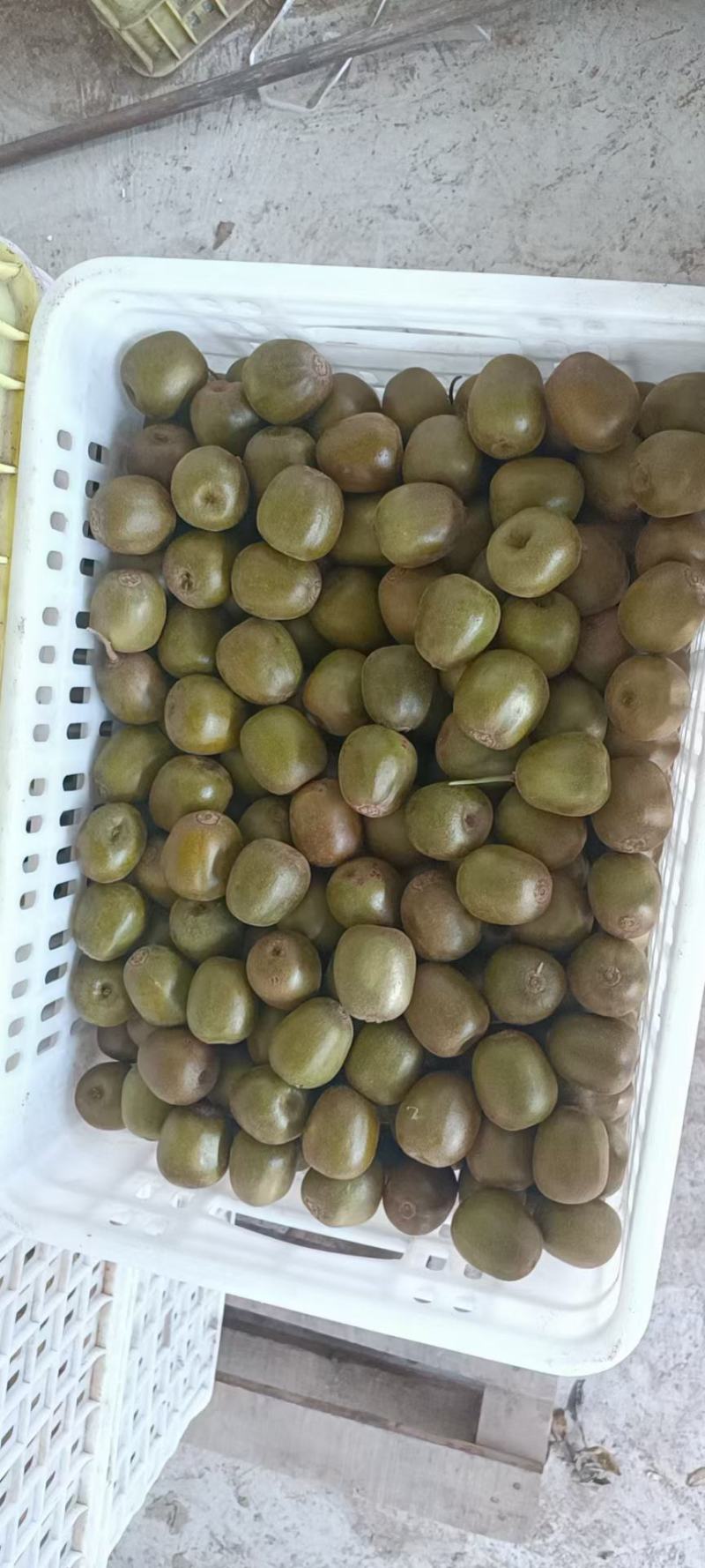 蒲江红心猕猴桃大量上市