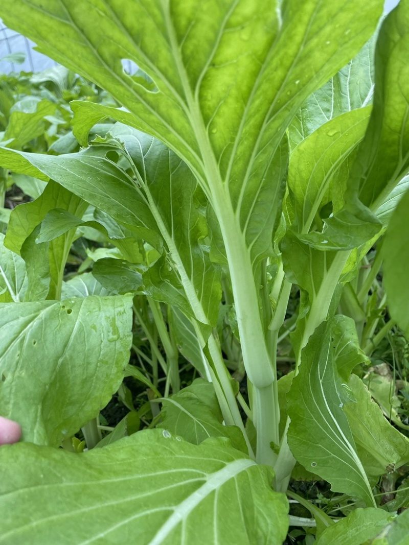 【之源白.早苔】菜苔种子、高产性、抗病性、耐热、早熟性好