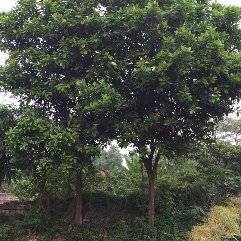 香橼.香泡基地种植发货一手货源，视频看苗选苗品质保证。
