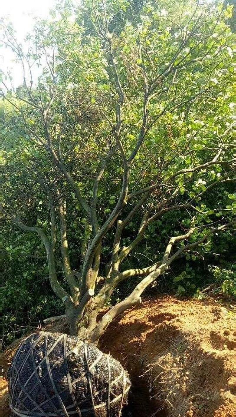 香橼.香泡基地种植发货一手货源，视频看苗选苗品质保证。