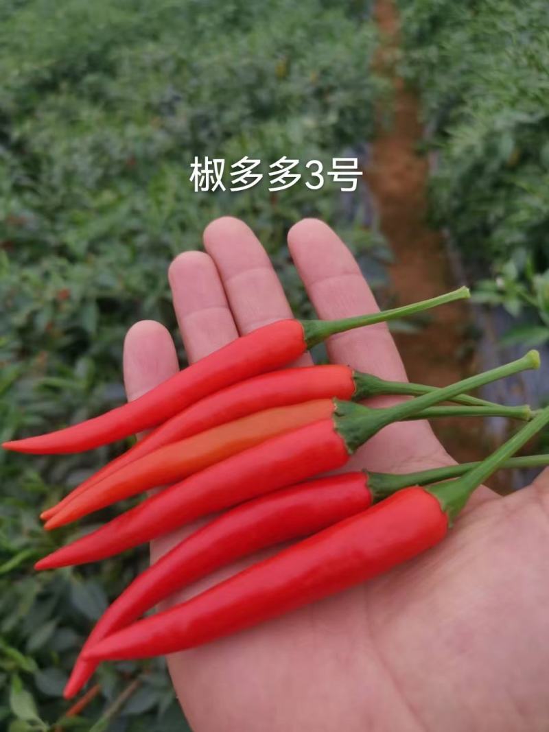 椒多多3号朝天椒种子，1000粒