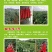 椒多多3号朝天椒种子，1000粒