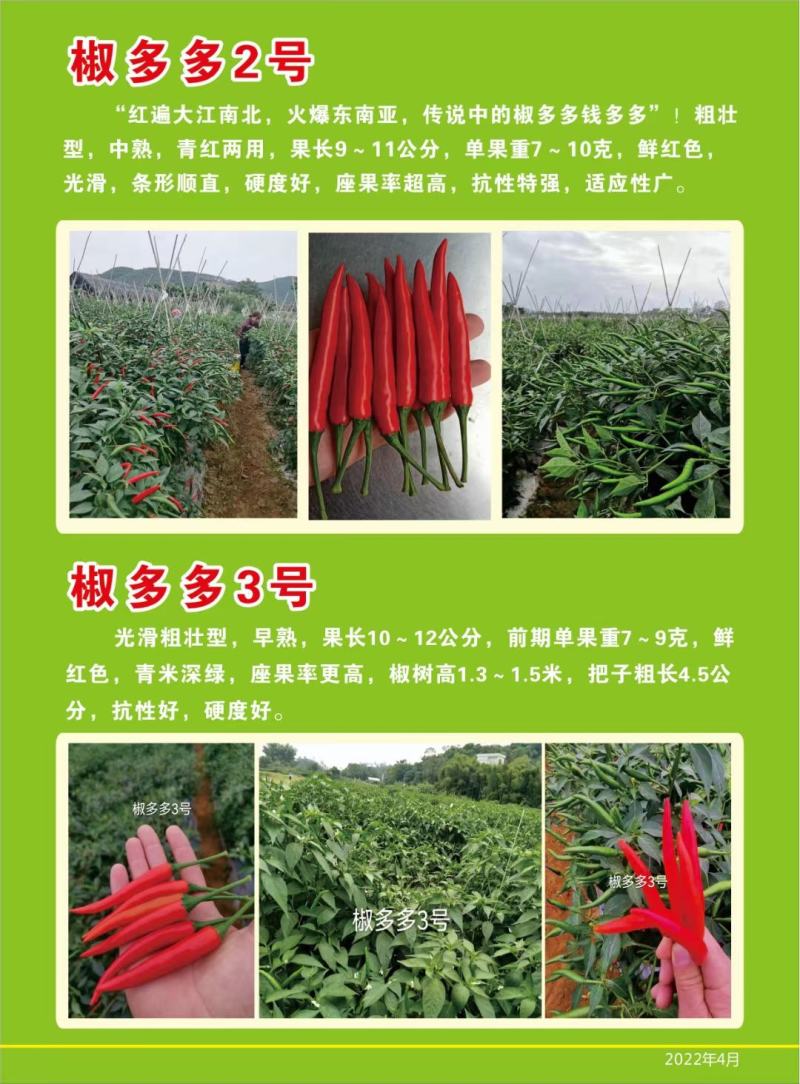 椒多多3号朝天椒种子，1000粒