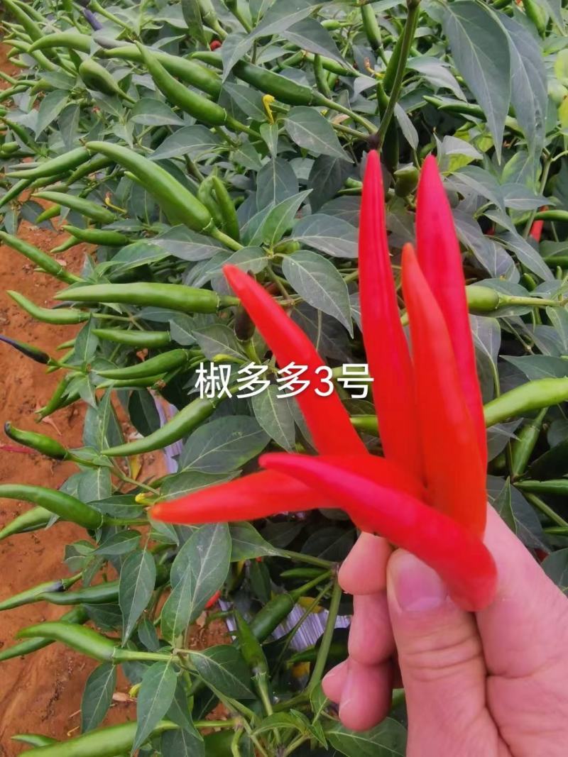 椒多多3号朝天椒种子，1000粒