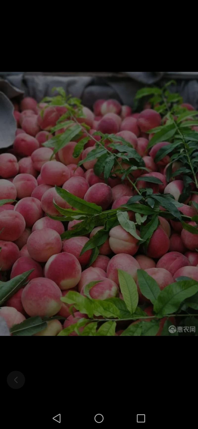 八号艳红黄蟠桃红油桃