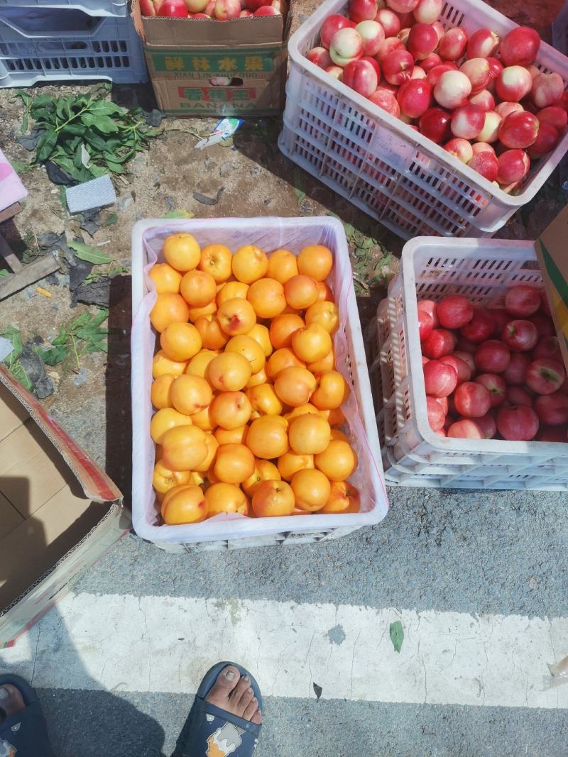 八号艳红黄蟠桃红油桃