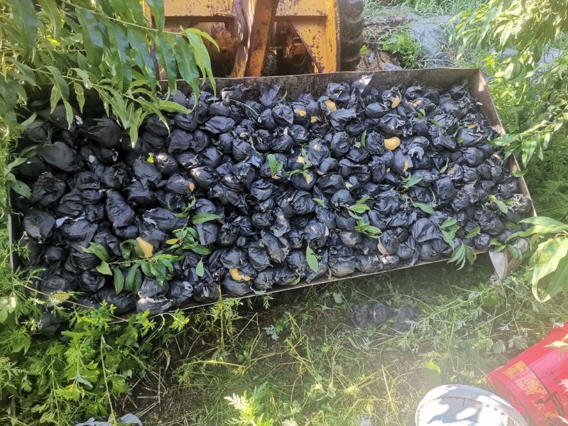 八号艳红黄蟠桃红油桃