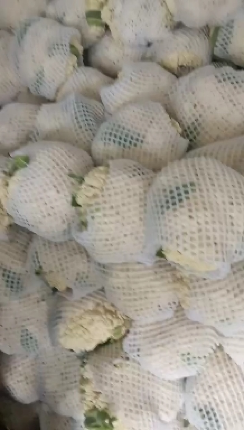 松花菜精品有机花菜大量现货定西散花量大货优，半青根有机