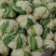 松花菜精品有机花菜大量现货定西散花量大货优，半青根有机