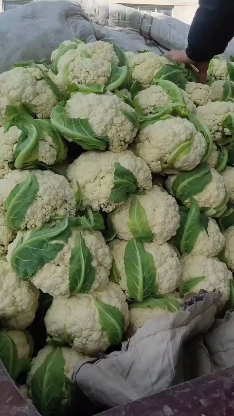 松花菜精品有机花菜大量现货定西散花量大货优，半青根有机