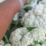 松花菜精品有机花菜大量现货定西散花量大货优，半青根有机