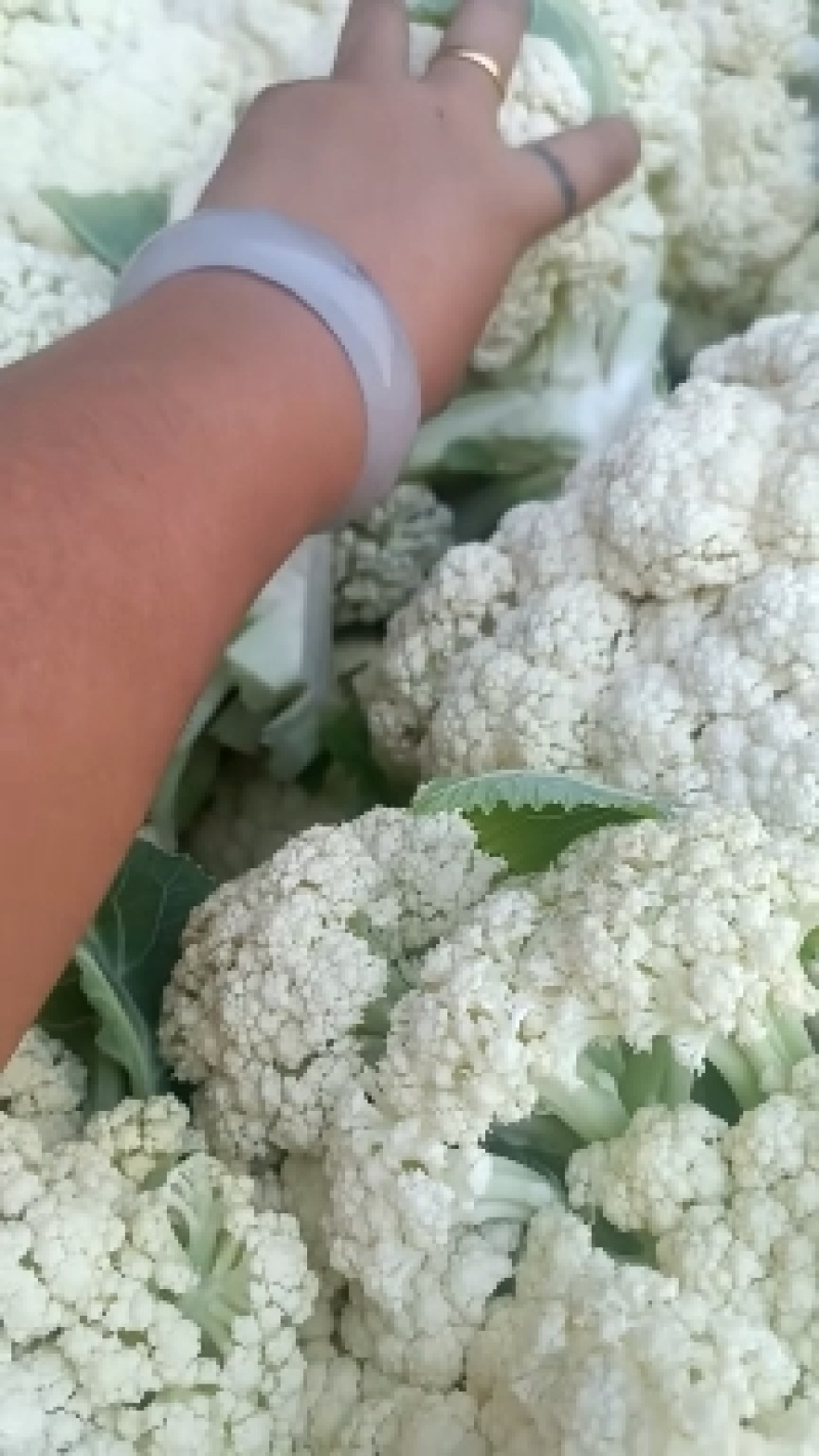 松花菜精品有机花菜大量现货定西散花量大货优，半青根有机