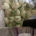 松花菜精品有机花菜大量现货定西散花量大货优，半青根有机