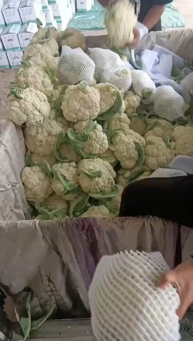 松花菜精品有机花菜大量现货定西散花量大货优，半青根有机