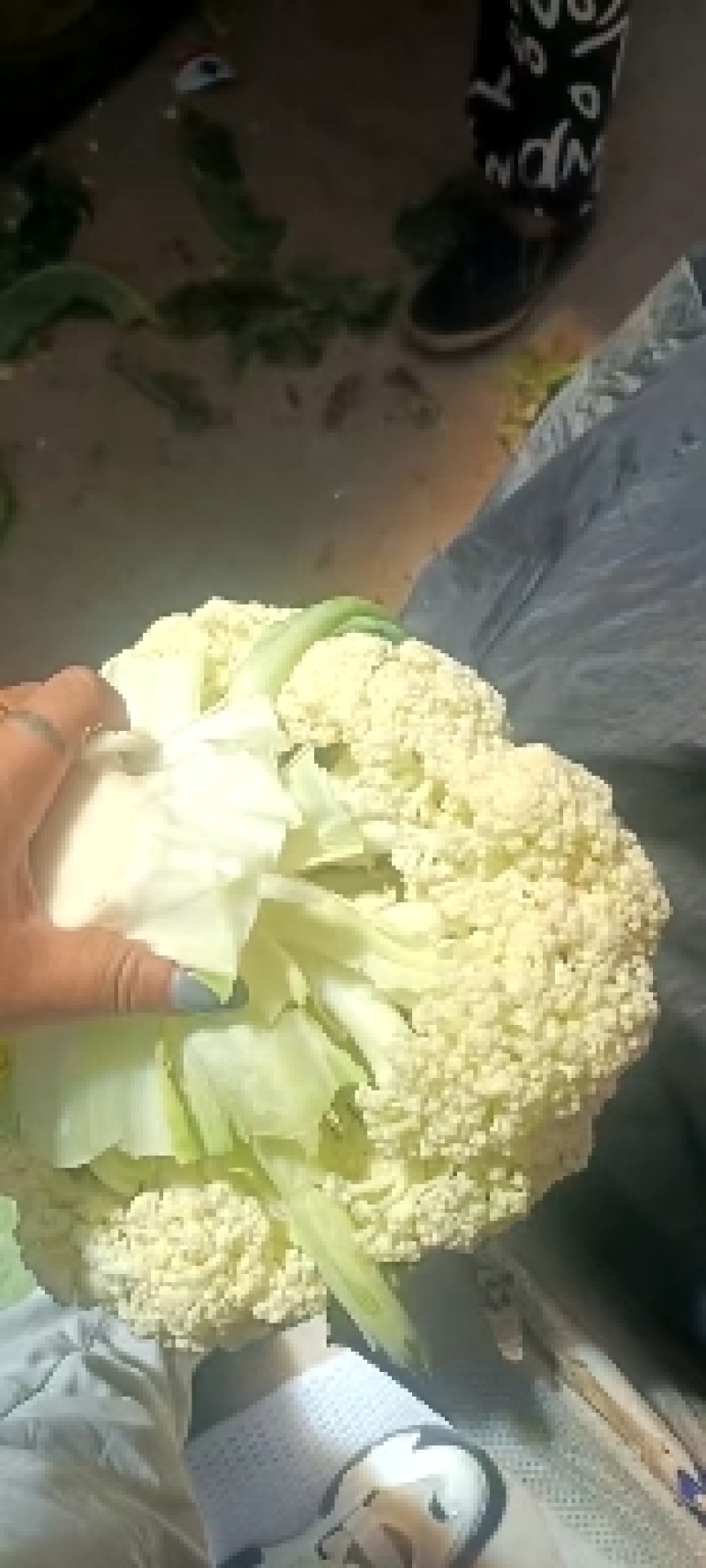 松花菜精品有机花菜大量现货定西散花量大货优，半青根有机