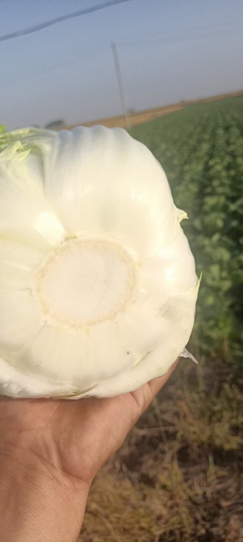 东北黄心大白菜，价格不贵需要就来