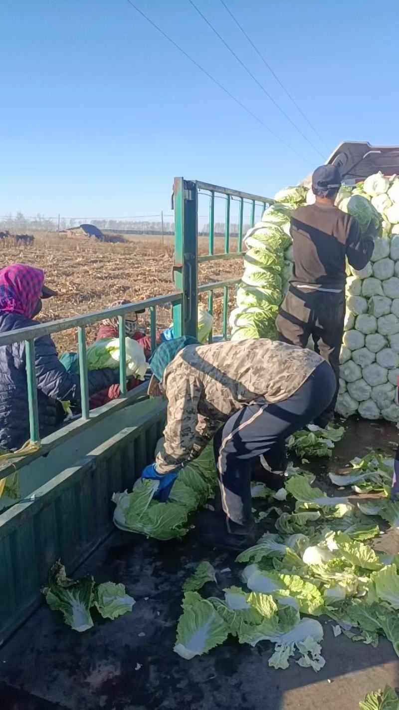 东北黄心大白菜，价格不贵需要就来