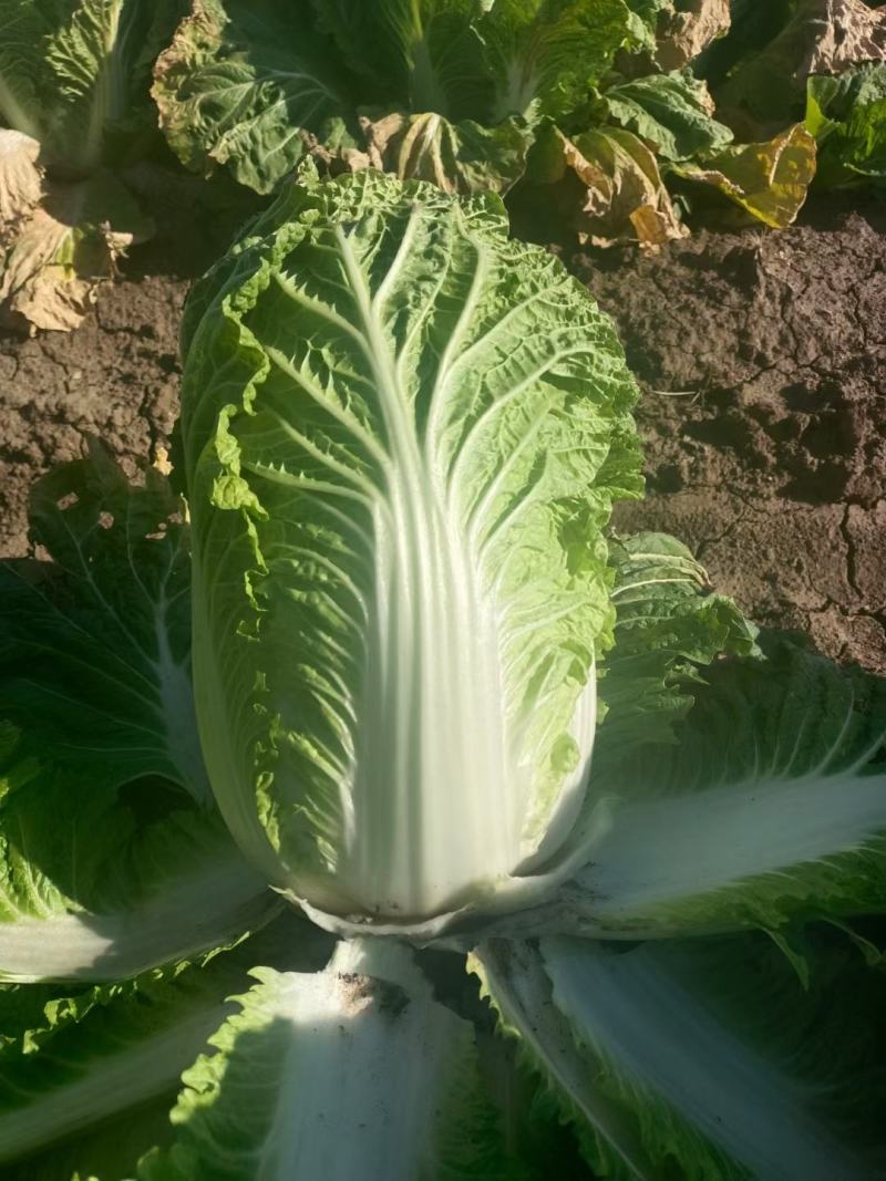 东北黄心大白菜，价格不贵需要就来