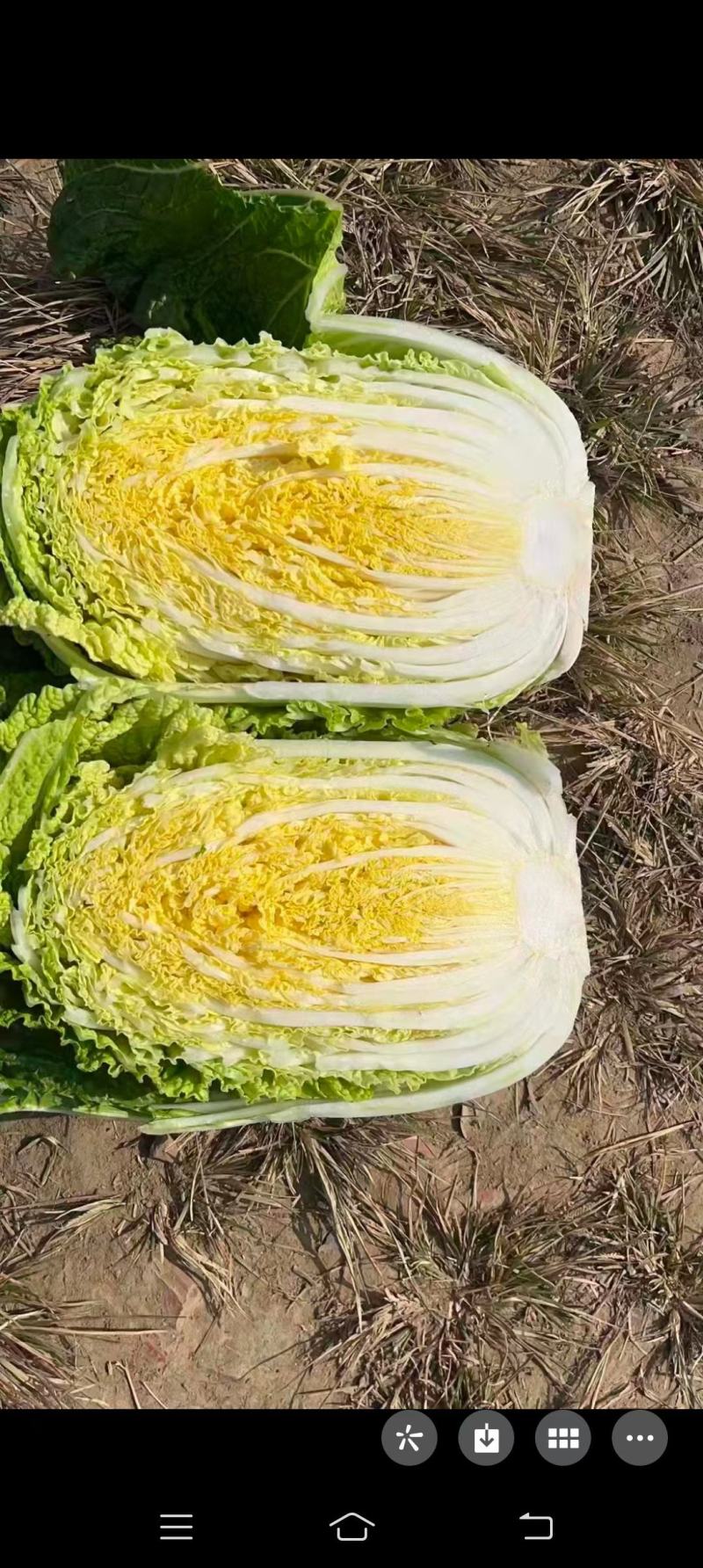 东北黄心大白菜，价格不贵需要就来