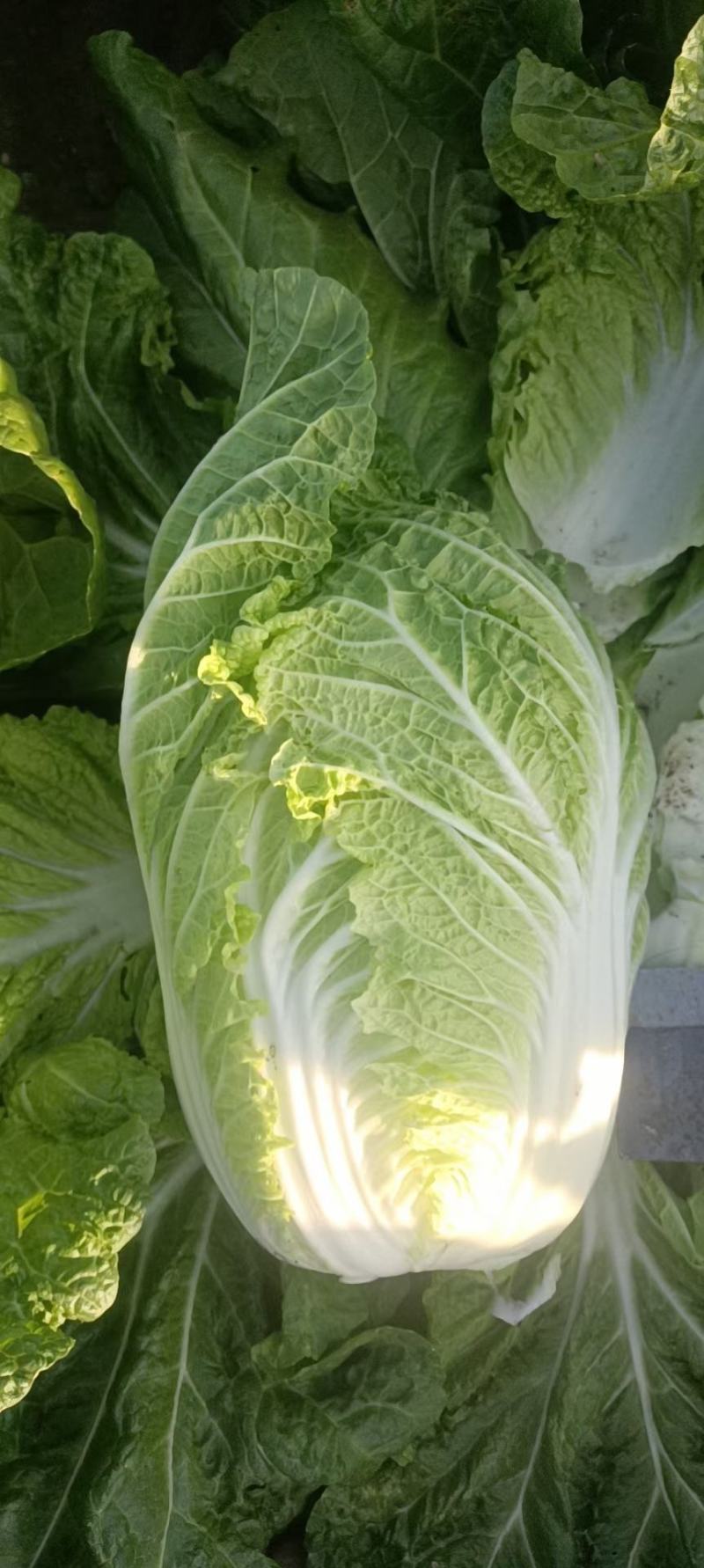 东北黄心大白菜，价格不贵需要就来