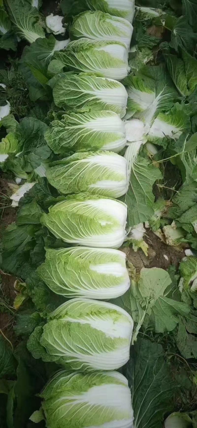 东北黄心大白菜，价格不贵需要就来