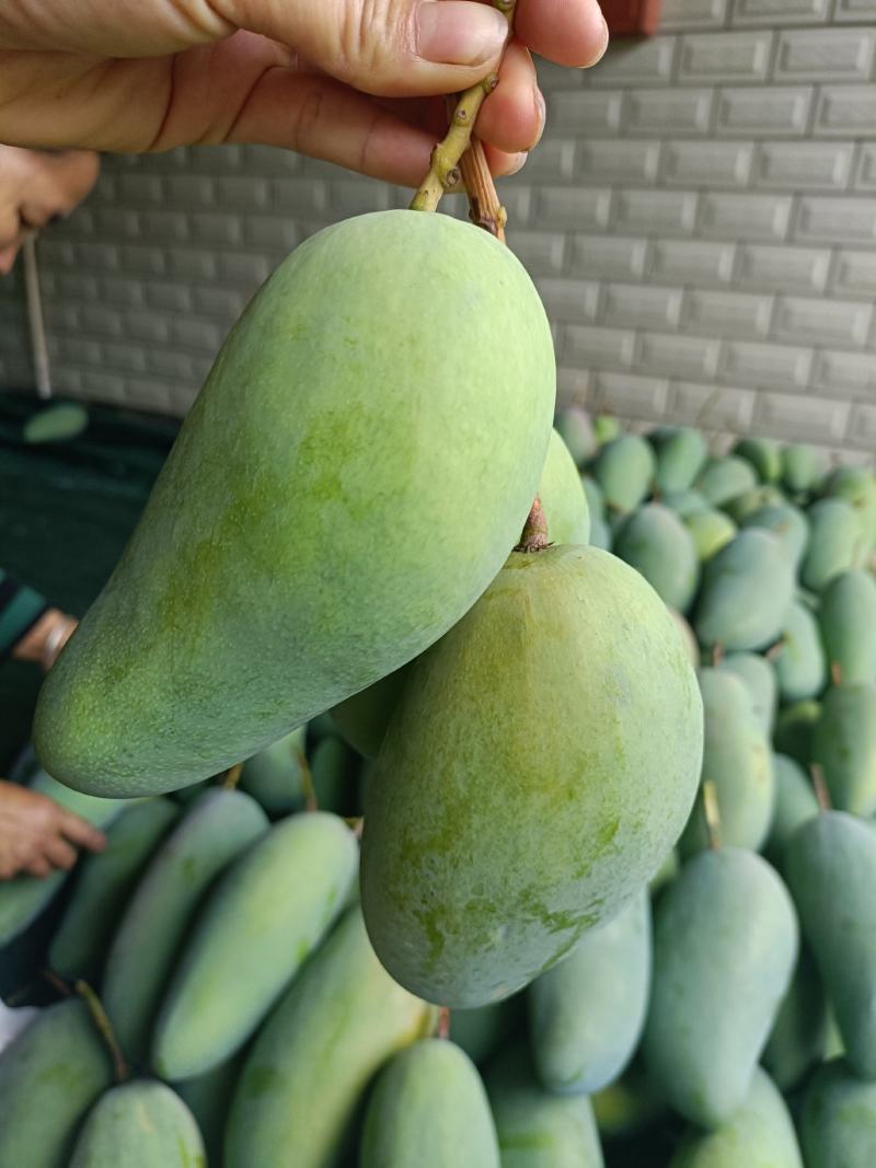 金煌芒果