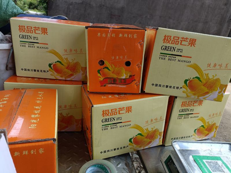 金煌芒果