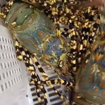 源产地直供，锦绣花龙，上等青龙，