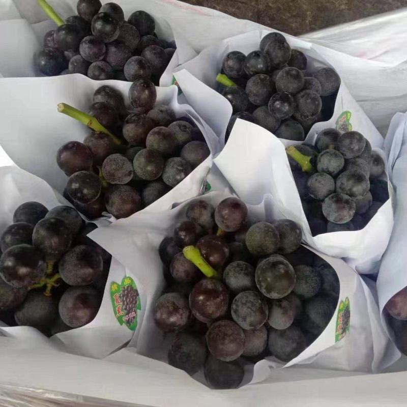 精品葡萄陕西夏黑葡萄产地直发量大从优