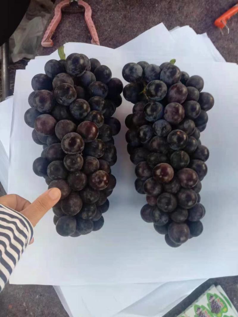 精品葡萄陕西夏黑葡萄产地直发量大从优