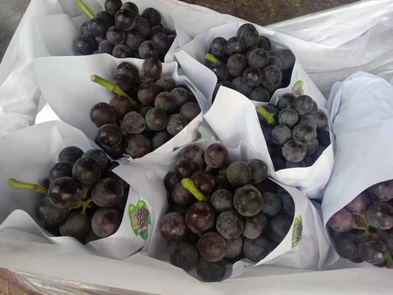 精品葡萄陕西夏黑葡萄产地直发量大从优