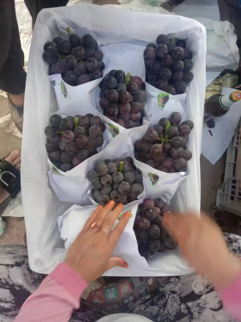 精品葡萄陕西夏黑葡萄产地直发量大从优