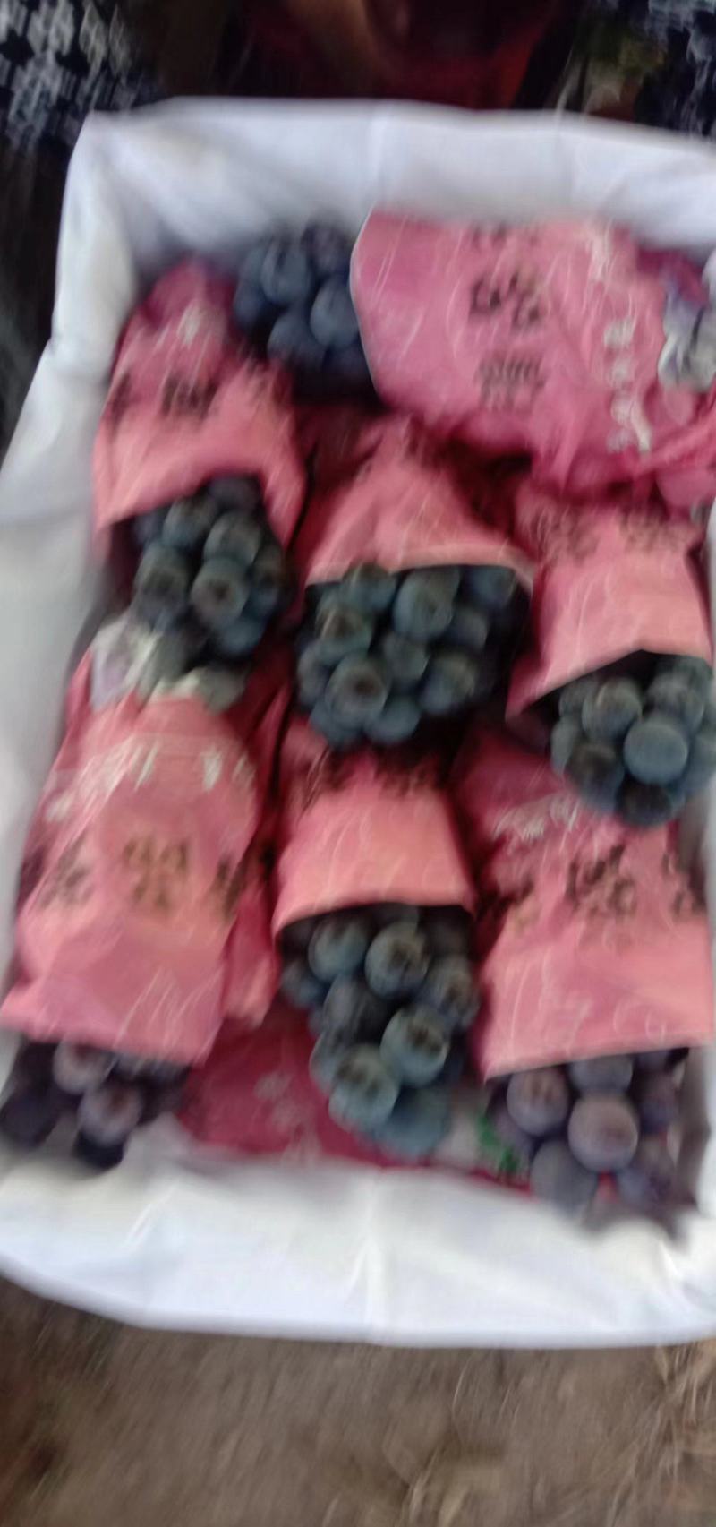精品葡萄陕西夏黑葡萄产地直发量大从优