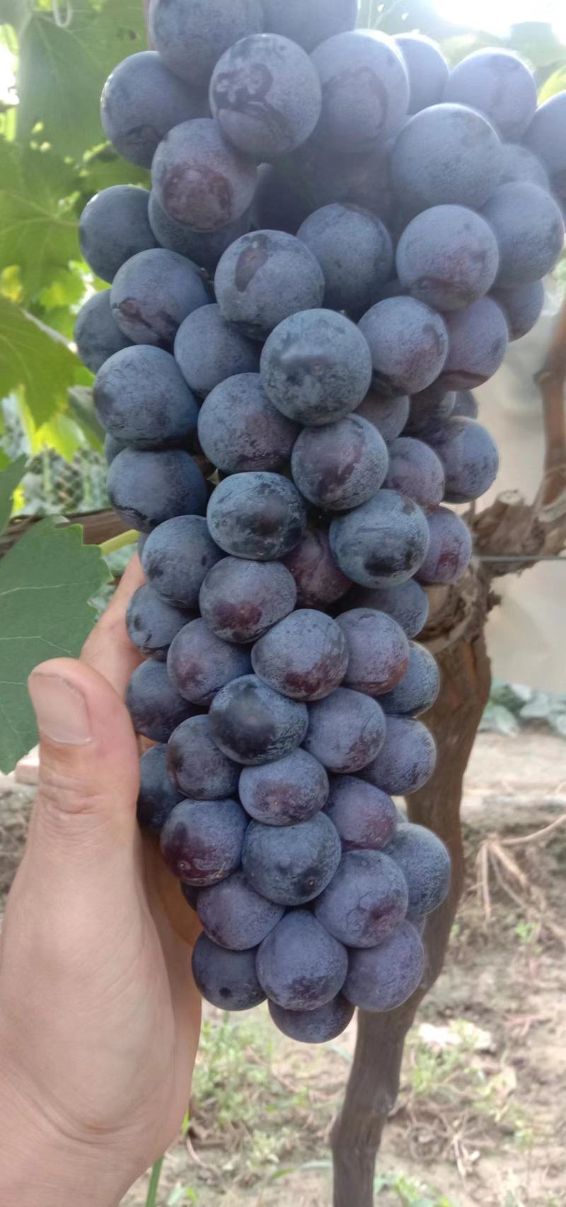 精品葡萄陕西夏黑葡萄产地直发量大从优