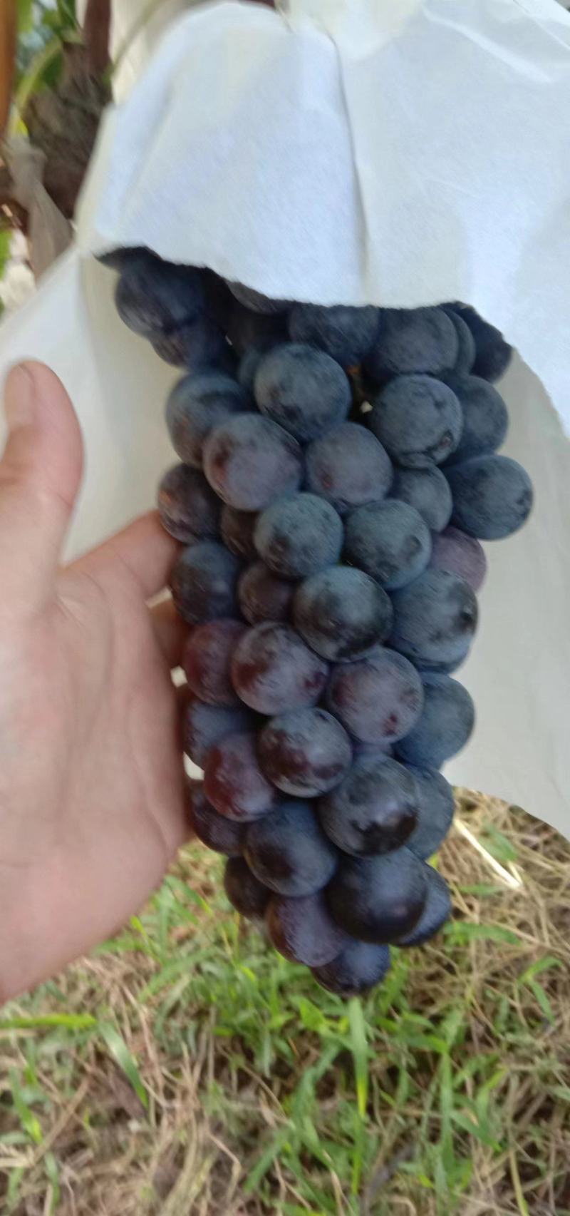 精品葡萄陕西夏黑葡萄产地直发量大从优