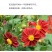 小丽花种子四季开花易活小丽菊花种庭院室外花种籽子阳台盆栽