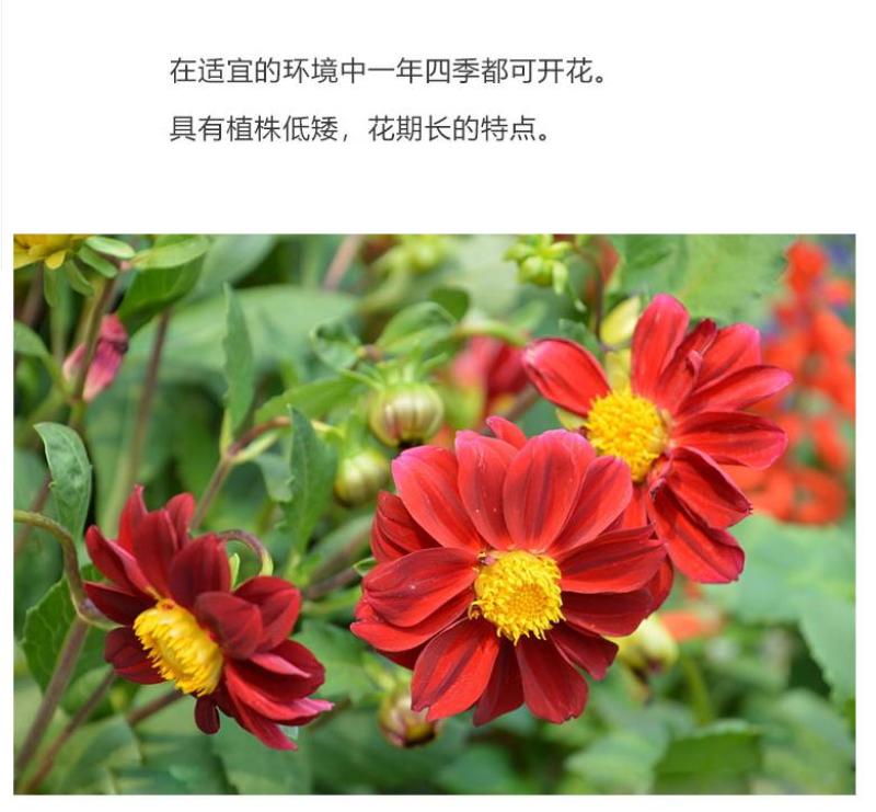 小丽花种子四季开花易活小丽菊花种庭院室外花种籽子阳台盆栽