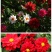 小丽花种子四季开花易活小丽菊花种庭院室外花种籽子阳台盆栽