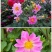 小丽花种子四季开花易活小丽菊花种庭院室外花种籽子阳台盆栽