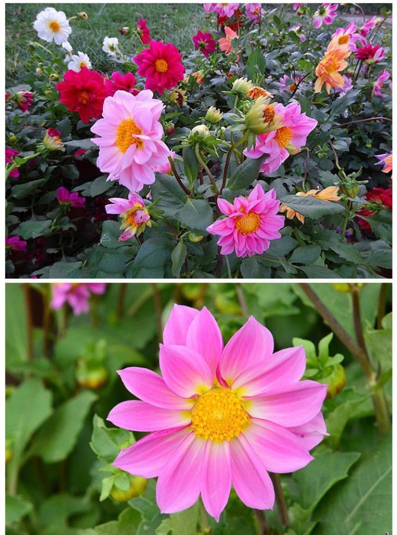 小丽花种子四季开花易活小丽菊花种庭院室外花种籽子阳台盆栽
