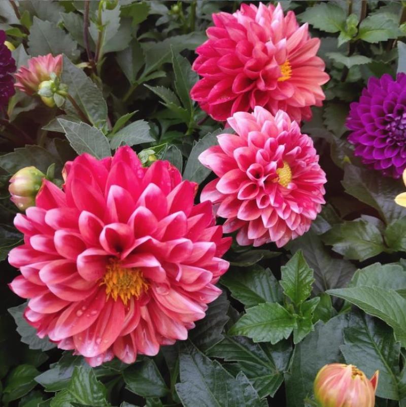 小丽花种子四季开花易活小丽菊花种庭院室外花种籽子阳台盆栽