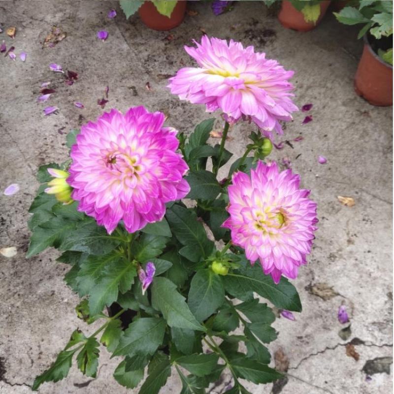 小丽花种子四季开花易活小丽菊花种庭院室外花种籽子阳台盆栽