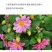 小丽花种子四季开花易活小丽菊花种庭院室外花种籽子阳台盆栽