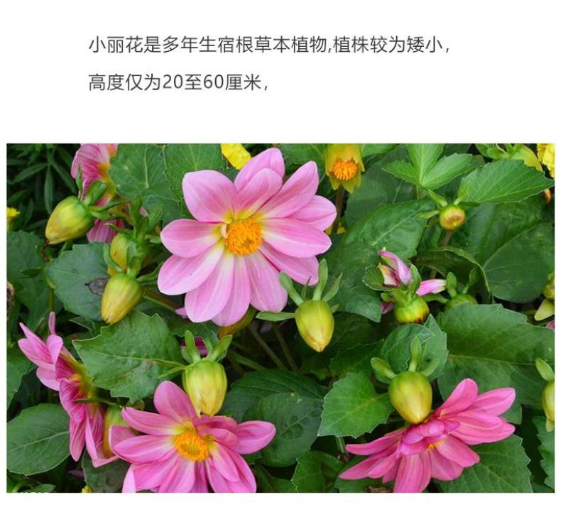 小丽花种子四季开花易活小丽菊花种庭院室外花种籽子阳台盆栽