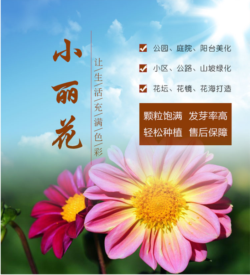 小丽花种子四季开花易活小丽菊花种庭院室外花种籽子阳台盆栽