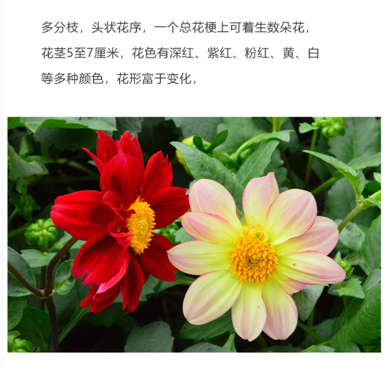 小丽花种子四季开花易活小丽菊花种庭院室外花种籽子阳台盆栽