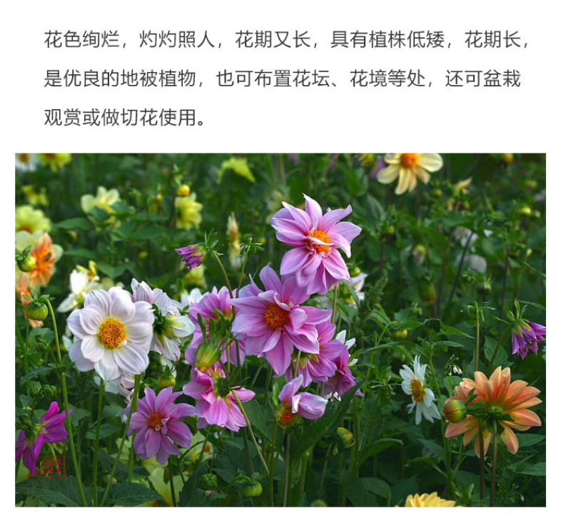 小丽花种子四季开花易活小丽菊花种庭院室外花种籽子阳台盆栽